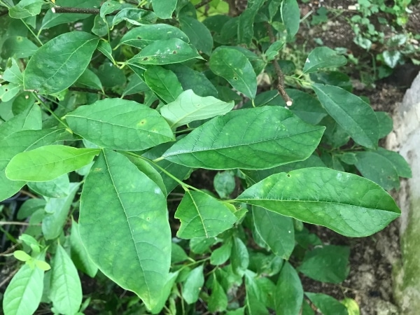 spice bush leaves