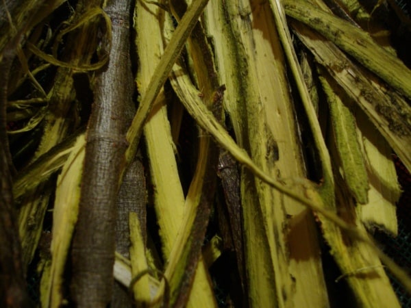 male alder catkins