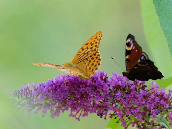 Fritillary and peacock butterflies on buddleja flower spike